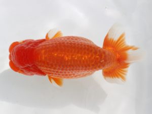 広島錦鱗会 西取締 垣内田 睦 広島 広島錦鱗会 西取締 垣内田 睦 広島