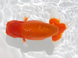 広島錦鱗会 東関脇 松尾正親 岩国 広島錦鱗会 東関脇 松尾正親 岩国