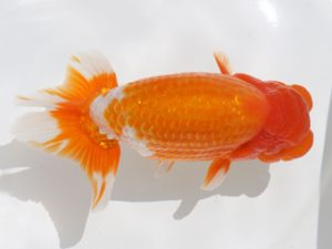 広島錦鱗会 西関脇 中島健一郎 浅口 広島錦鱗会 西関脇 中島健一郎 浅口