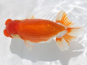 広島錦鱗会 東小結 清水正雄 和木 広島錦鱗会 東小結 清水正雄 和木