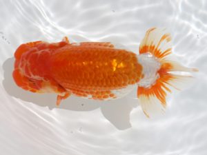 広島錦鱗会 西小結 小川寿夫 呉 広島錦鱗会 西小結 小川寿夫 呉