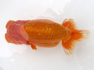 広島錦鱗会 東大関 遠藤正一 浅口 広島錦鱗会 遠藤正一 浅口