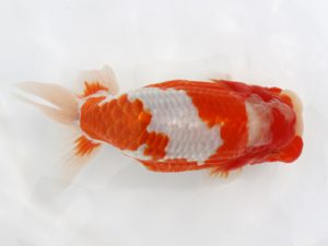 広島錦鱗会 東勧進元 沖村忠和 広島 広島錦鱗会 東勧進元 沖村忠和 広島