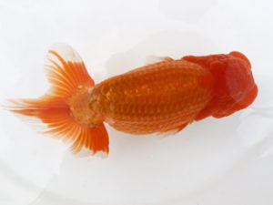 広島錦鱗会 西勧進元 山田憲一 広島 広島錦鱗会 西勧進元 山田憲一 広島