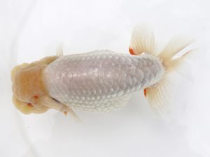 広島錦鱗会 行司一 宮澤 宏 福山 広島錦鱗会 行司一 宮澤 宏 福山