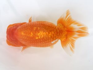 広島錦鱗会 行司二 平井孝志 浅口 広島錦鱗会 行司二 平井孝志 浅口