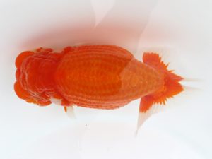 広島錦鱗会 行司三 大塚幸司 広島 広島錦鱗会 行司三 大塚幸司 広島