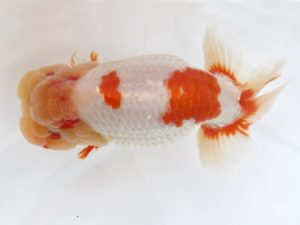 広島錦鱗会 東脇行司 三河康宏 広島 広島錦鱗会 東脇行司 三河康宏 広島