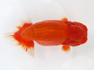 広島錦鱗会 西脇行司 小川晄三郎 山口 広島錦鱗会 西脇行司 小川晄三郎 山口