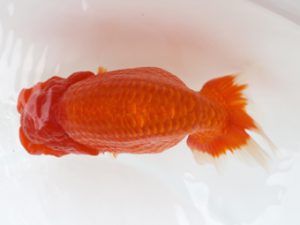 広島錦鱗会 西大関 島谷重信 尾道 広島錦鱗会 西大関 島谷重信 尾道