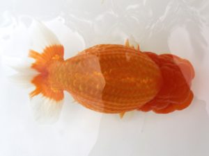 広島錦鱗会 立行司 中島健一郎 浅口 広島錦鱗会 立行司 中島健一郎 浅口