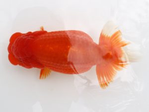 広島錦鱗会 東取締 清水正雄 和木 広島錦鱗会 東取締 清水正雄 和木