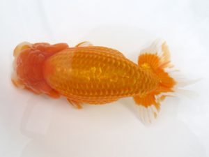 広島錦鱗会 東関脇 中島健一郎 浅口 広島錦鱗会 東関脇 中島健一郎 浅口