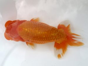 広島錦鱗会 西関脇 三上博教 倉敷 広島錦鱗会 西関脇 三上博教 倉敷