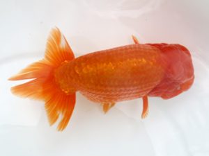 広島錦鱗会 東小結 平井孝志 浅口 広島錦鱗会 東小結 平井孝志 浅口