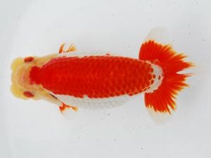 常陸らんちゅう会　研究会　東大関　荻谷冨士夫　水戸市