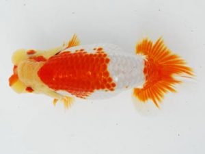 常陸らんちゅう会　研究会 勧進元一　小出　慎　江戸川区