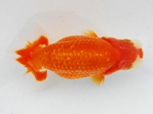 常陸らんちゅう会　研究会 勧進元二　荻谷達夫　水戸市