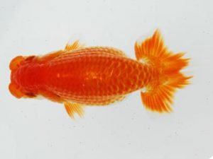 常陸らんちゅう会　研究会 行司一　塚田健司　富里市