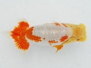 常陸らんちゅう会　研究会 行司二　大津善人　石岡市