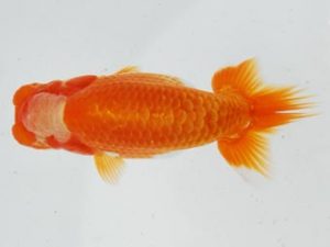 常陸らんちゅう会　研究会 行司三　小河威文　かすみがうら市