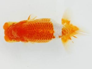 常陸らんちゅう会　研究会 脇行司一　荻谷達夫　水戸市