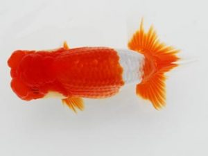 常陸らんちゅう会　研究会 脇行司二　塚田健司　富里市