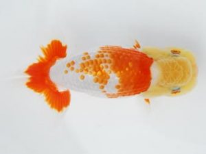 常陸らんちゅう会　研究会　立行司　黒澤義男　ひたちなか市