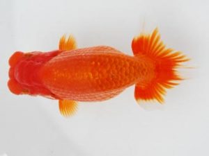 常陸らんちゅう会　研究会　取締一　花田国昭　上尾市