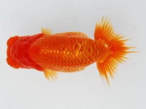 常陸らんちゅう会　研究会　取締二　山口辰也　久喜市