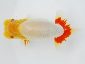 常陸らんちゅう会　研究会 東関脇　荻谷達夫　水戸市