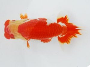 常陸らんちゅう会　研究会 西関脇　荻谷冨士夫　水戸市