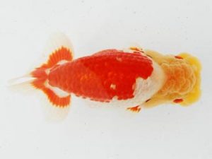 常陸らんちゅう会　研究会 西小結　荻谷冨士夫　水戸市