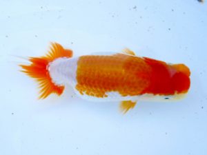 研究会　東大関　中村　剛　四日市市