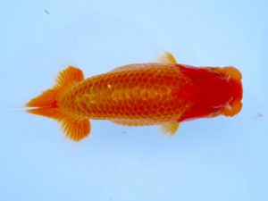 研究会　西大関　浅井　宏　弥富市