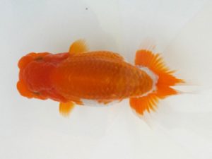 観魚会 勧進元一　酒場克身　茨城