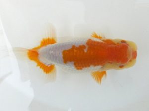 観魚会 勧進元二　藤田達也　茨城