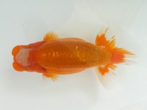 観魚会 行司一　亀山二三男　茨城