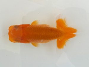 観魚会 行司二　松野彰彦　埼玉