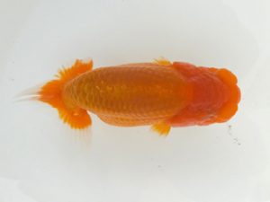 観魚会 脇行司二　高地成弥　荒川区