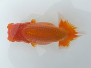 観魚会　研究会　西大関　清水　健　さいたま市