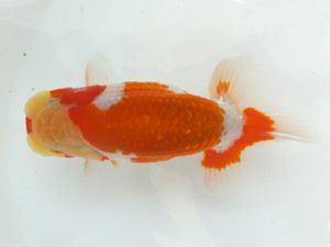 観魚会　研究会　取締一　兵頭秀一　足立区