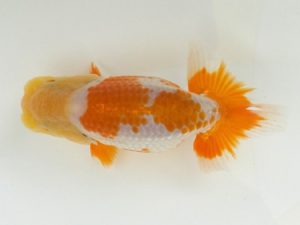 観魚会　研究会　取締二　高地辰夫　荒川区