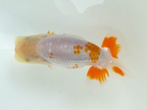 観魚会 東関脇　磯崎幸道　茨城