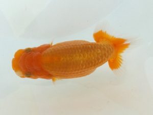 観魚会 西関脇　塚田健司　千葉