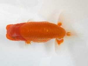 観魚会 東小結　酒井　昇　小美玉市