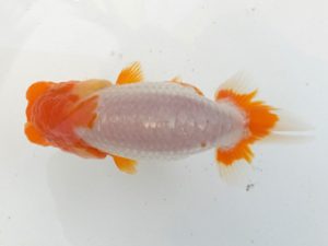 観魚会 西小結　高地成弥　荒川区