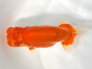 九州・山口 西勧進元　太田黒正雄（熊本）