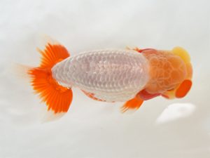 九州・山口 行司一　尾本民雄（大分）