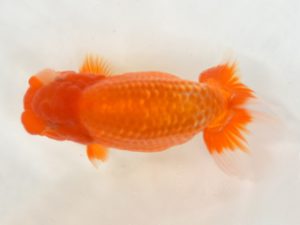 九州・山口 東脇行司　尾本民雄（大分）